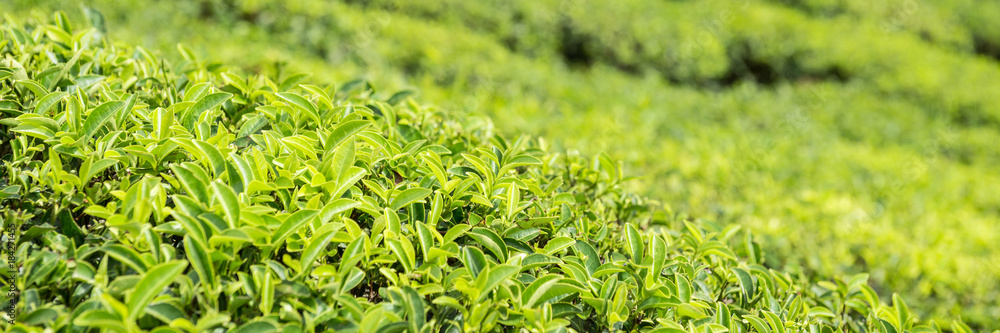 Fototapeta premium close up panoramic view on the tea plantation
