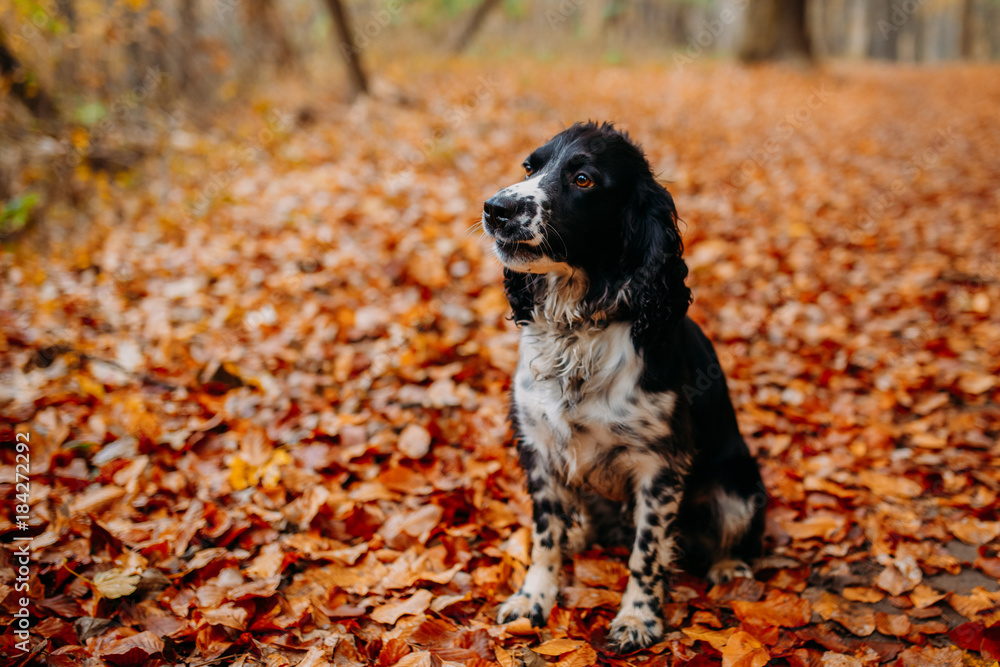 black and white dog of Russian spaniel in autumn leaves