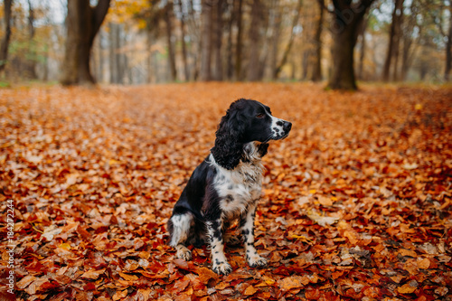 black and white dog of Russian spaniel in autumn leaves