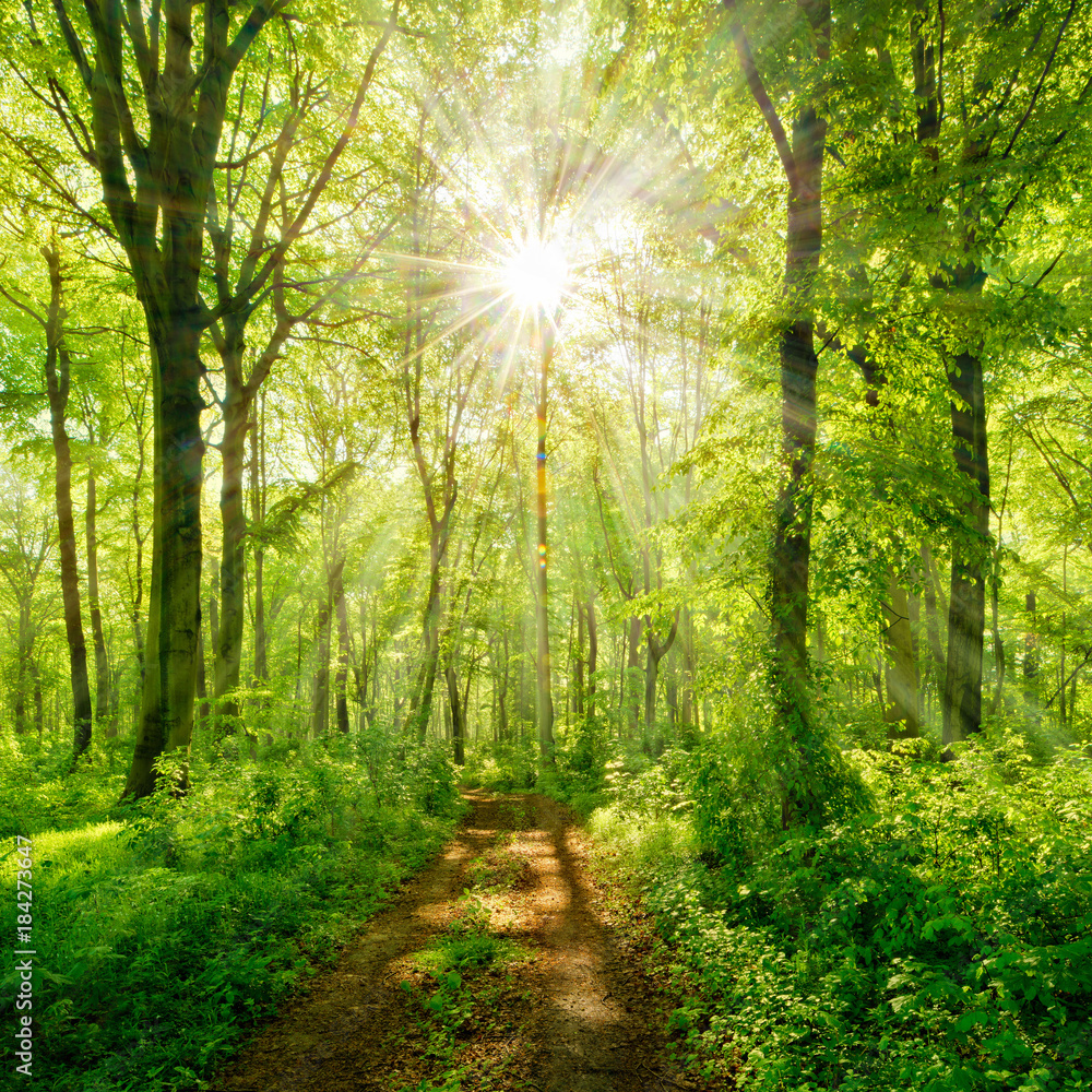Obraz premium Wiosną szlak przez zielony las, słońce świeci przez świeże liście