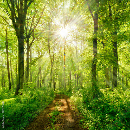 Wanderweg durch grünen Wald im Frühling, Sonne strahlt durchs frische Laub