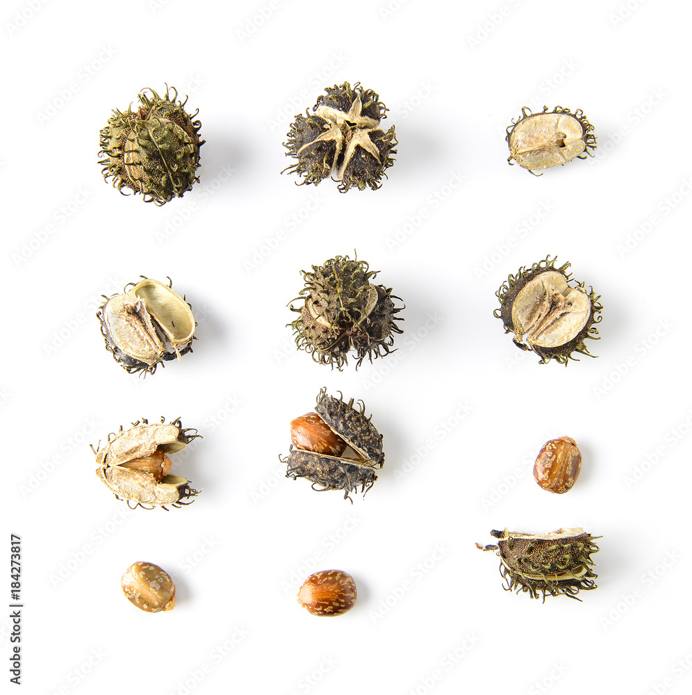 Obraz premium Castor on white background