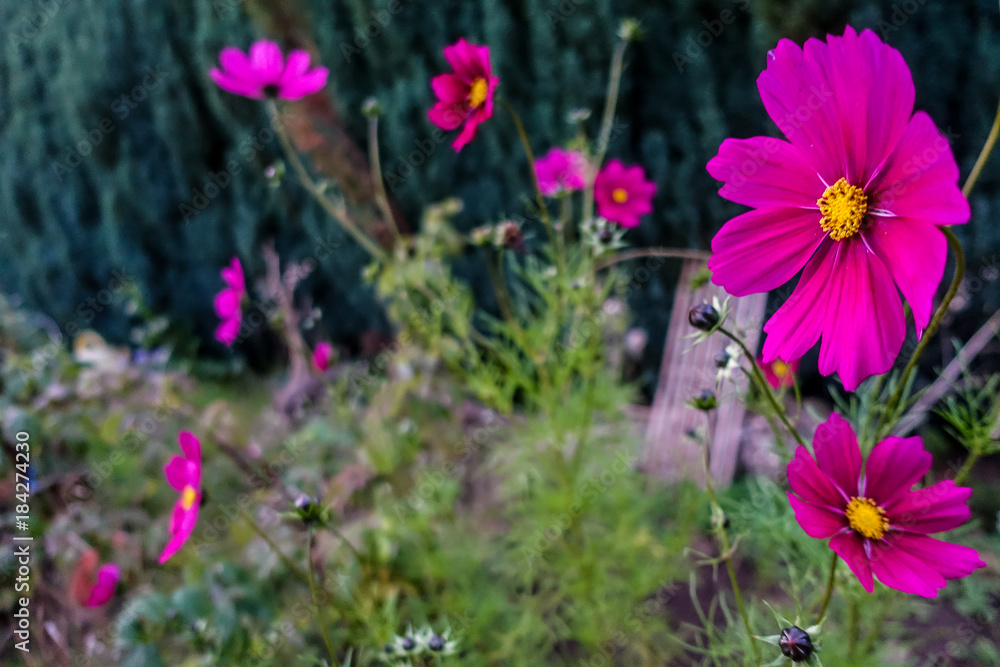 Fototapeta premium Cosmea