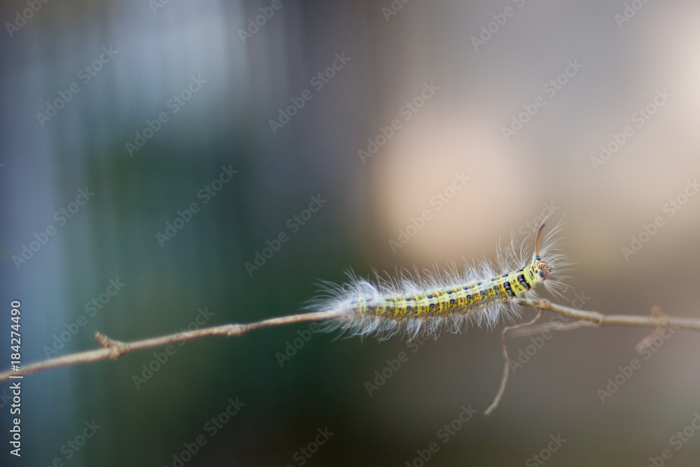 Caterpillar on the branch