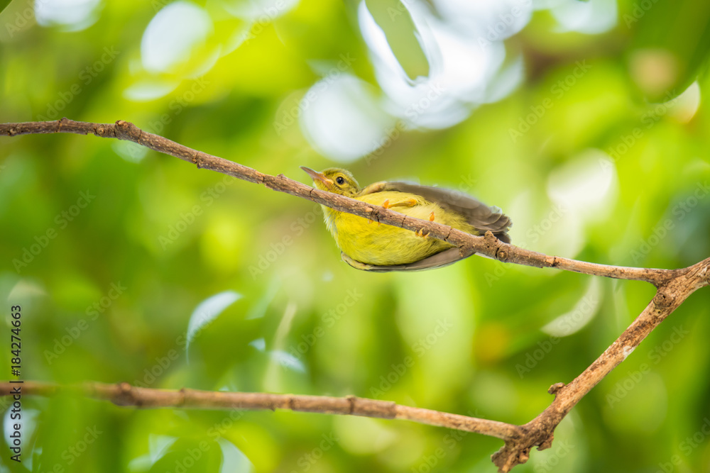 Bird (Brown-throated sunbird) in a nature wild Bird (Brown-throated sunbird) in a nature wild