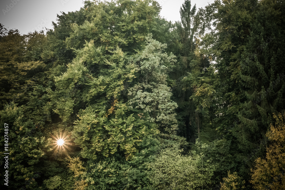 Fototapeta premium Sonnenstrahlen im Wald