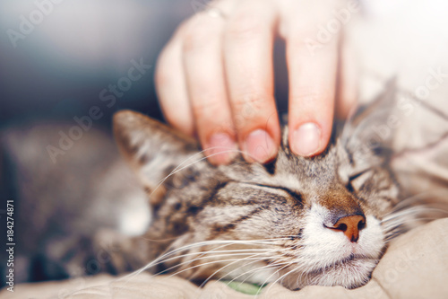 hand stroking a cat photo