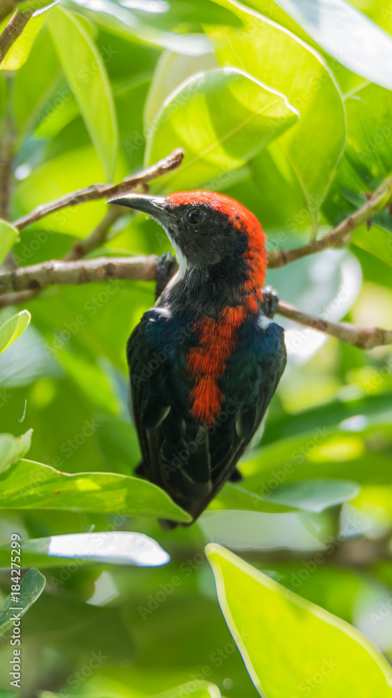 Bird (Scarlet-backed Flowerpecker) in nature wild Bird (Scarlet-backed Flowerpecker) in nature wild
