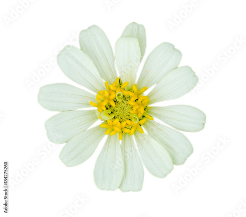 Fototapeta Naklejka Na Ścianę i Meble -   White Zinnia Flower isolated on white background