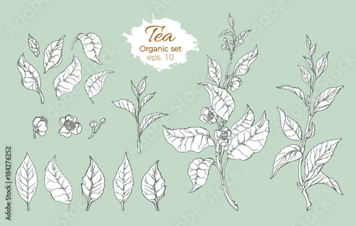 Vector set of tea branches with realistic leaves and flowers.