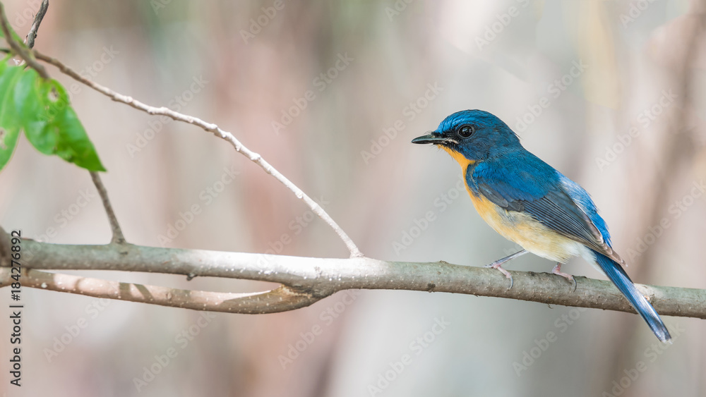 Bird (Tickell's Blue Flycatcher) in nature wild Bird (Tickell's Blue Flycatcher) in nature wild