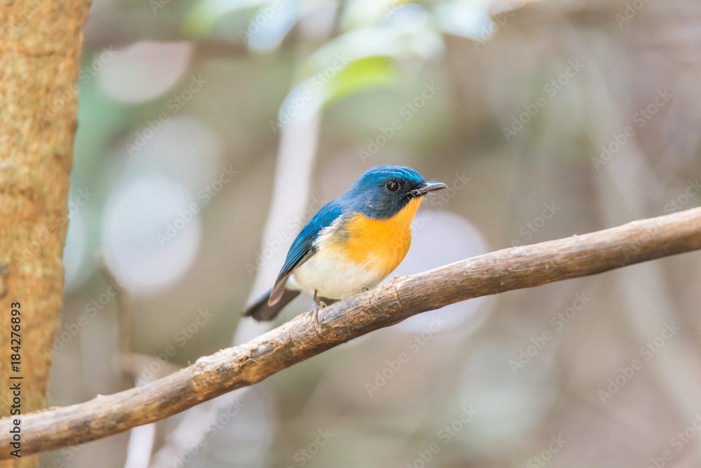 Bird (Tickell's Blue Flycatcher) in nature wild Bird (Tickell's Blue Flycatcher) in nature wild