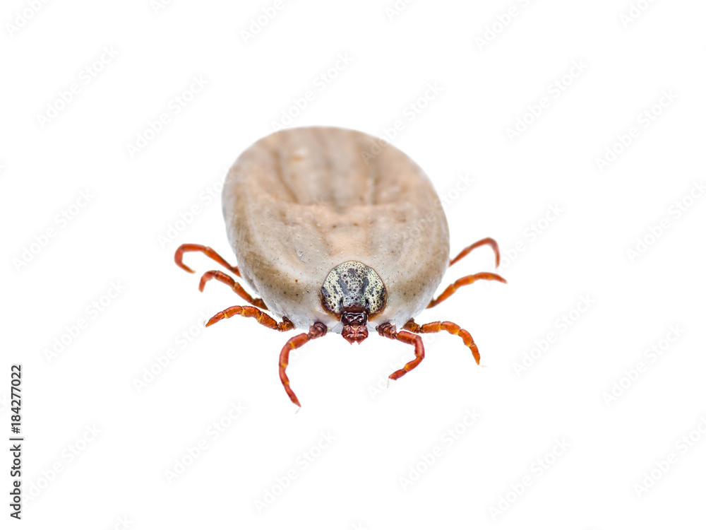 Encephalitis or Lyme Virus Infected Tick Arachnid Insect Isolated on White