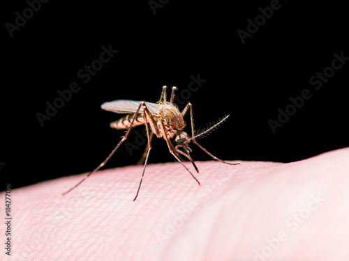 Yellow Fever, Malaria or Zika Virus Infected Mosquito Insect Isolated on Black