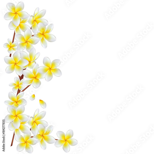 Tropical flowers. Plumeria. Frangipani. Asia. Exotics. Beautiful vector illustration. Background. Border. White. Yellow.