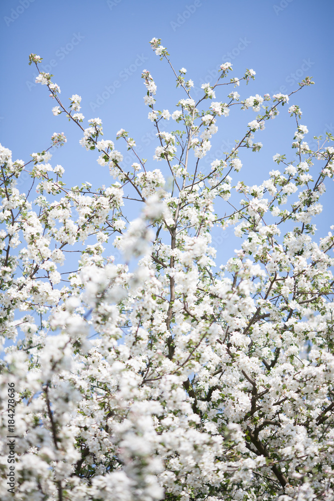 apple blossoms apple blossoms
