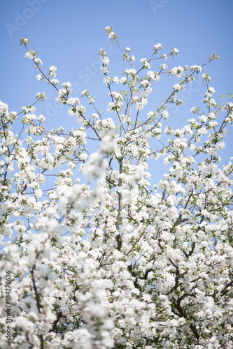 apple blossoms