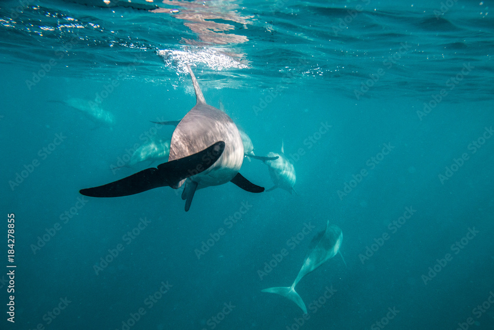 Fototapeta premium Spinner Dolphins Stenella longirostris Pull Focus Photographed near the coast of Mauritius in the indian ocean while interacting