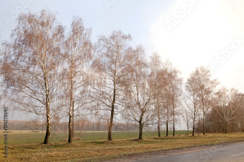 Beautiful countryside empty road, birch tree forest, cloudy weather landscape