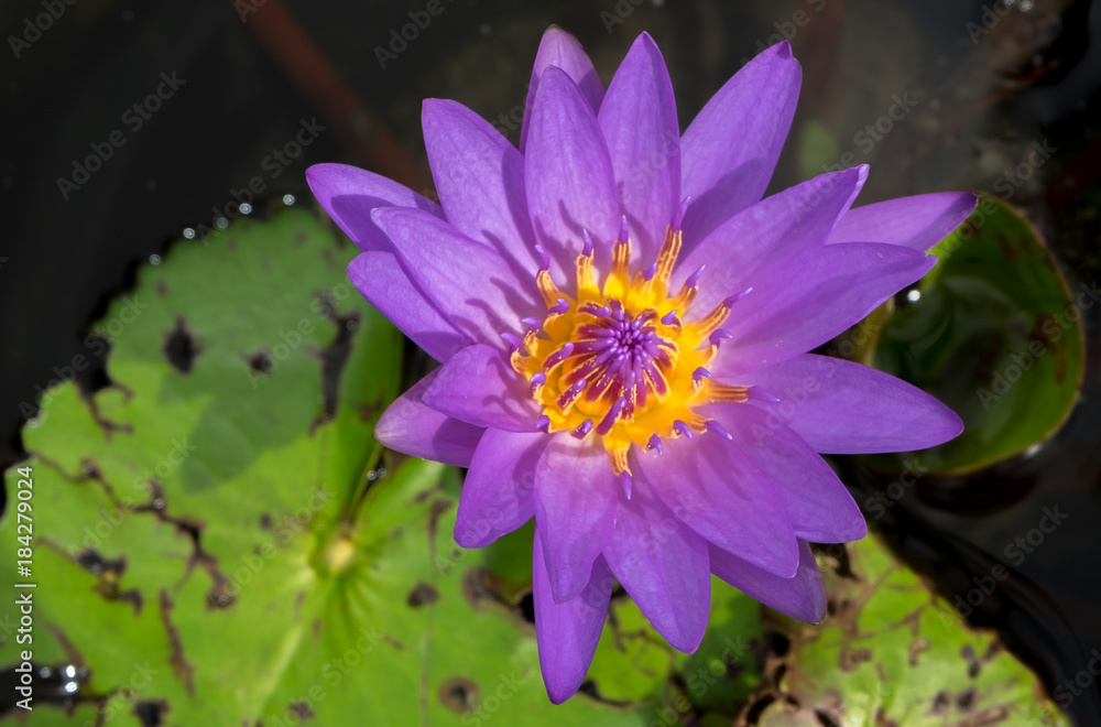Purple water lily in Chiang Mai Thailand Purple water lily in Chiang Mai Thailand