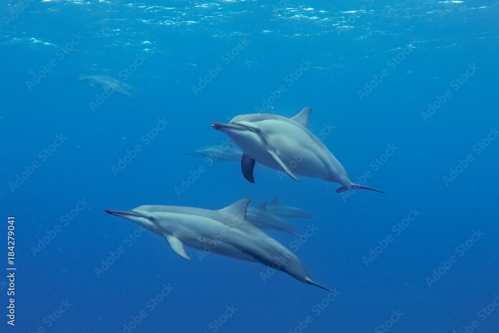 Spinner Dolphins Stenella longirostris coming towards me Photographed near the coast of Mauritius in the indian ocean while interacting