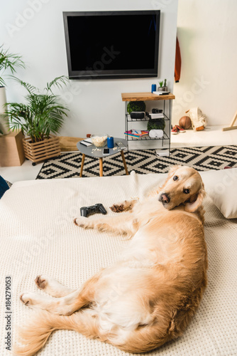 funny retriever dog lying on sofa with game pad and looking at camera