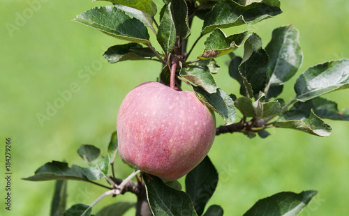 Pink apple on tree branch, natural farmers food concept. green background, soft focus. shallow depth of field