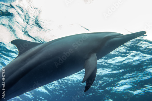 Spinner Dolphins Stenella longirostris playing with me in the  wild, Photographed near the coast of Mauritius in the indian ocean while interacting © Christopher