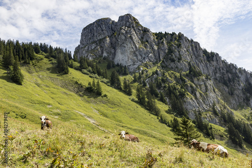 Troupeau de vaches dans un alpage