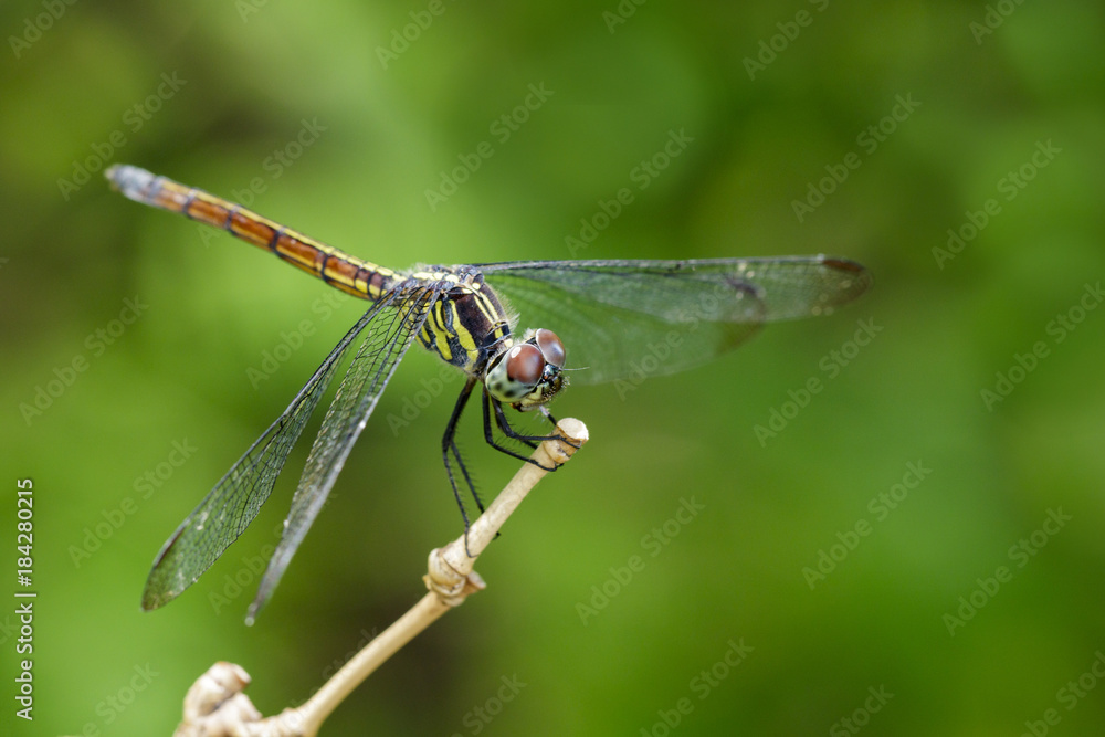 Image of crimson dropwing dragonfly(female)/Trithemis aurora on a branch on nature background. Insect. Animal Image of crimson dropwing dragonfly(female)/Trithemis aurora on a branch on nature background. Insect. Animal