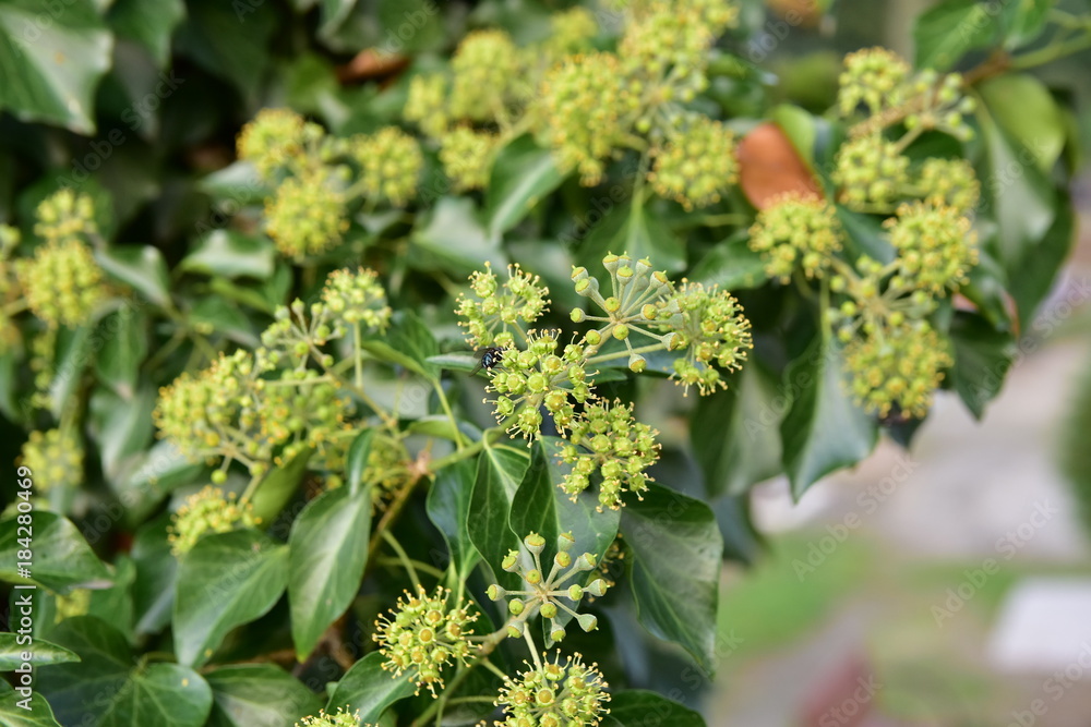 flower hedera flower hedera
