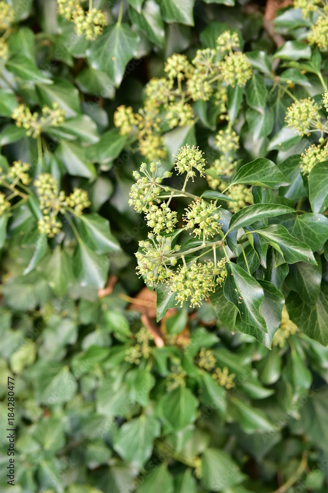 Fototapeta premium flower hedera