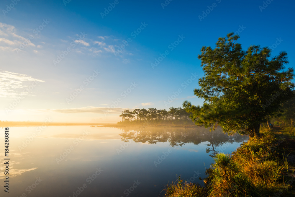 Fog rises over Marsh Lake at sunrise in Pine forest Fog rises over Marsh Lake at sunrise in Pine forest