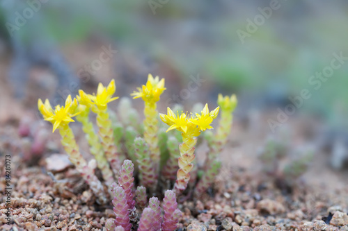 Medical herb sedum acre, goldmoss mossy stonecrop. Yellow flowers tufted perennial plant in the family Crassulaceae. Shallow depth field photo