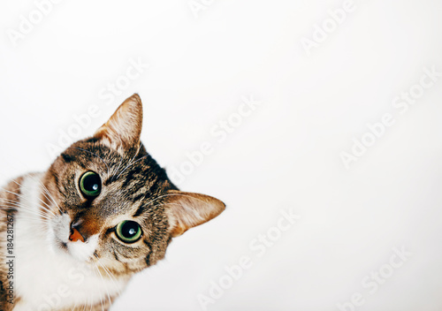 the cat looks out, cat on white background peeks around the corner