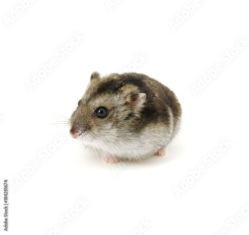 Dwarf hamster on white