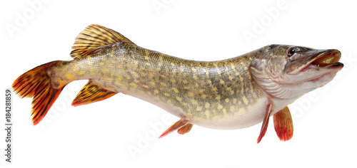  Pike isolated on white