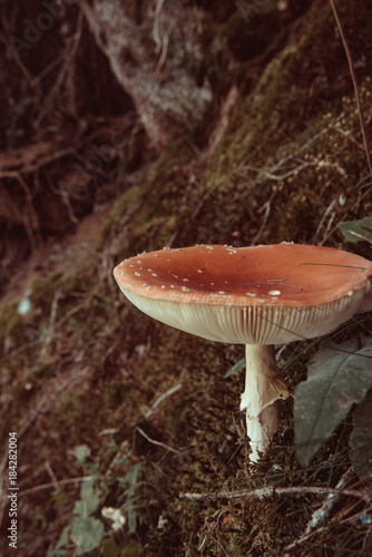 Fliegenpilz photo