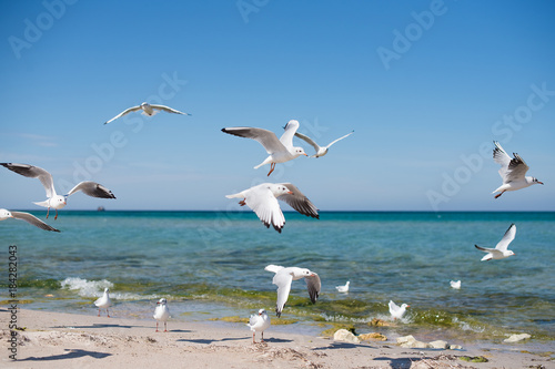 a flock of seagulls flying over the coast on a sunny day