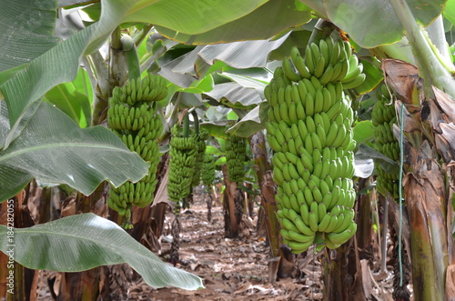 Plantation sous bâches de bananes naines. Sud de l'île de Tenerife, Canaries (Planting under tarpaulins of dwarf bananas) photo