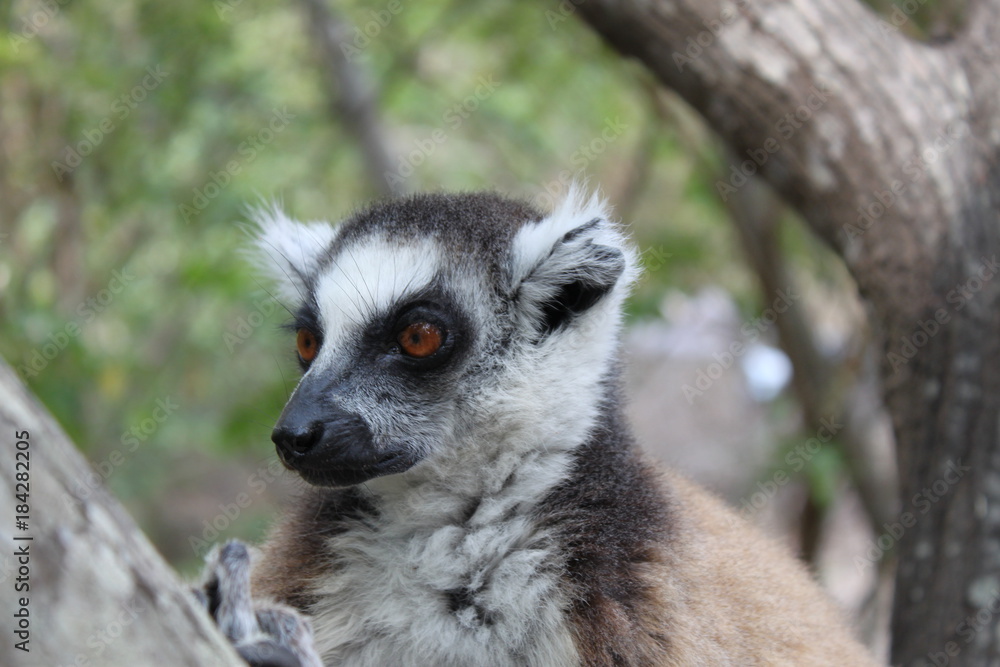 Katta Portrait - Nahaufnahme, Madagaskar