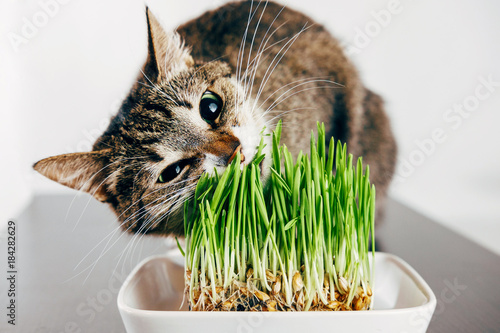 beautiful tabby cat eating grass photo
