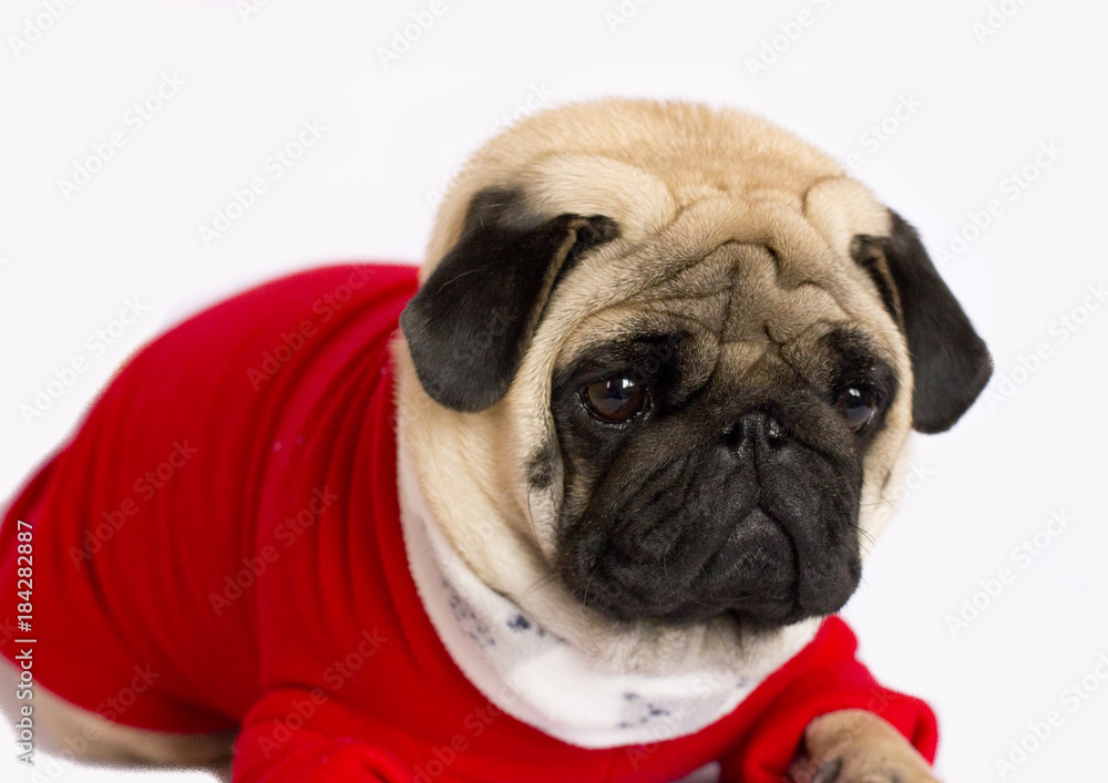 Very cute pug dog in a red New Year's dress. Looking with sad eyes