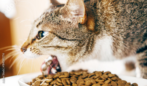 the cat is sick with food