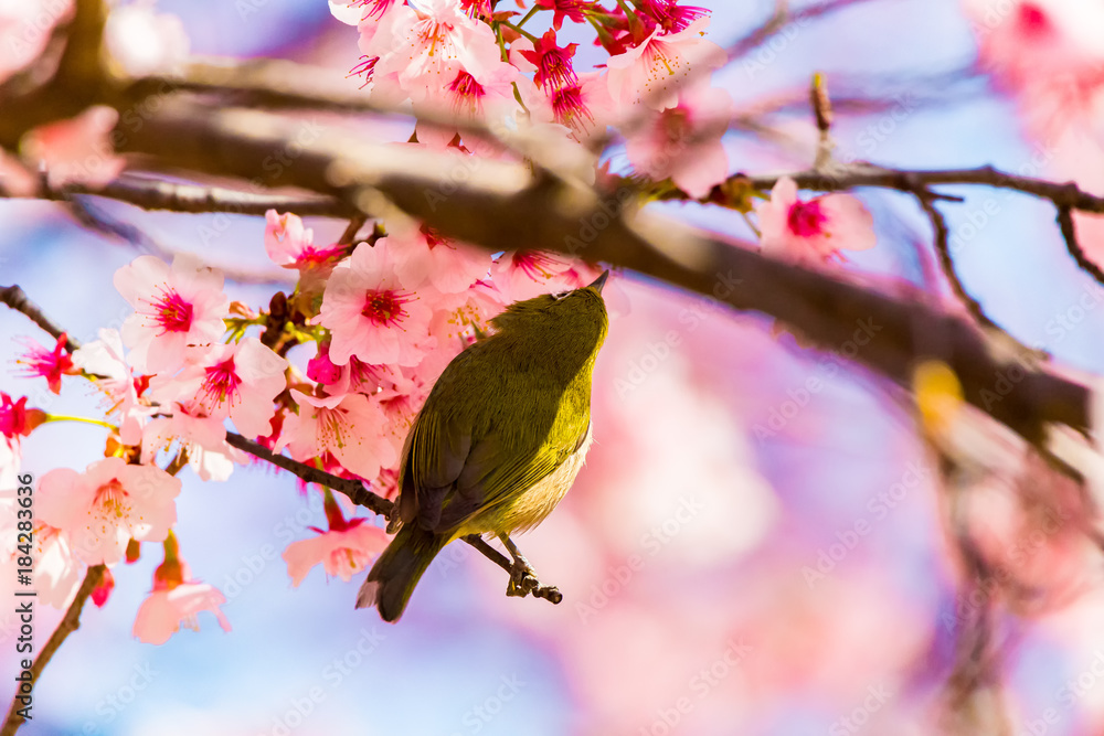 The Japanese White-eye.The background is cherry blossoms. Located in Tokyo Prefecture Japan. The Japanese White-eye.The background is cherry blossoms. Located in Tokyo Prefecture Japan.