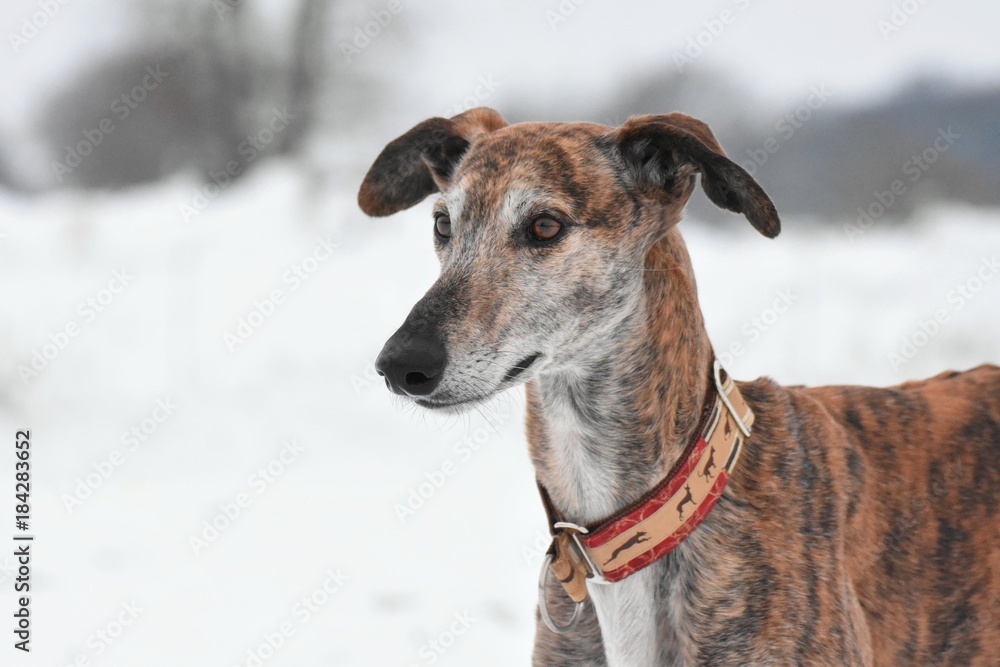 Portrait eines gestromten Galgos im Winter