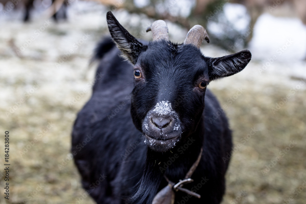 schwarze Ziege