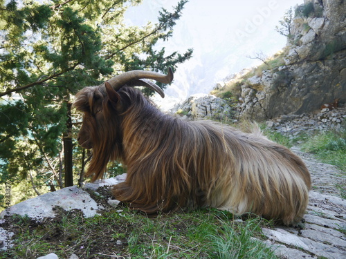 Goat on a path near Kotor, Montenegro