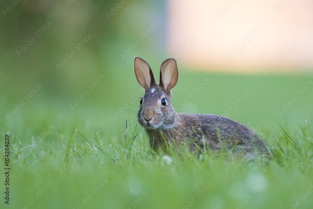 eastern cottontail bunny eastern cottontail bunny