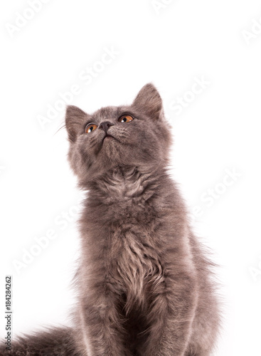 Gray cat isolated on white